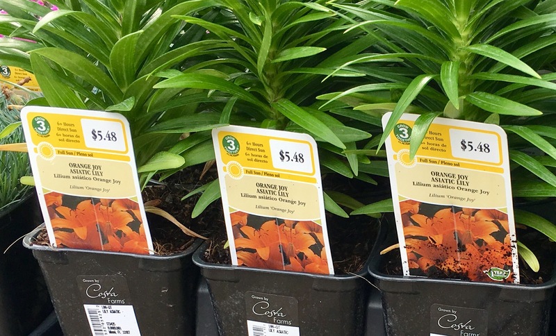 Orora Grow Together Plant Tags Are A Blooming Success